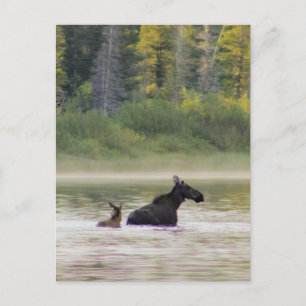 Moose för en simma vykort