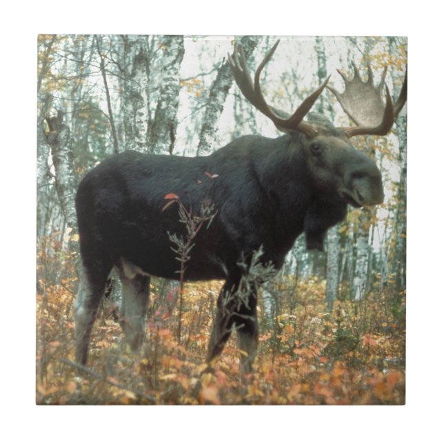 Moose Forest Träd Park Animal Wildlife Art Kakelplatta (Framsidan)