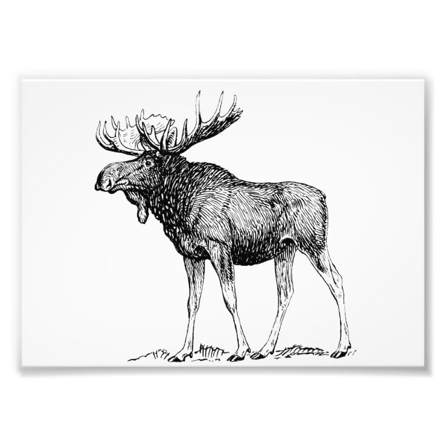 Moose Fototryck (Framsidan)
