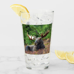 Moose Glaskopp
