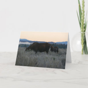 Moose Grazing at Sunrise at Grand Teton Kort