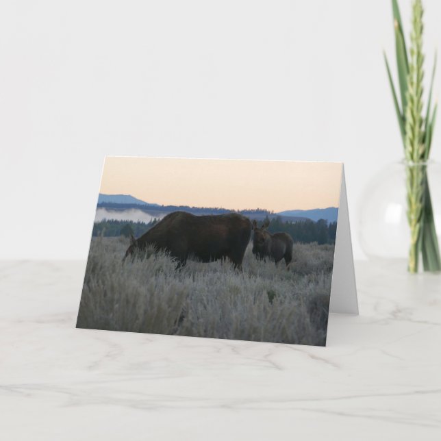 Moose Grazing at Sunrise at Grand Teton Kort (Framsida)