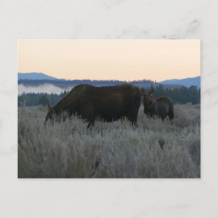 Moose Grazing at Sunrise at Grand Teton Vykort