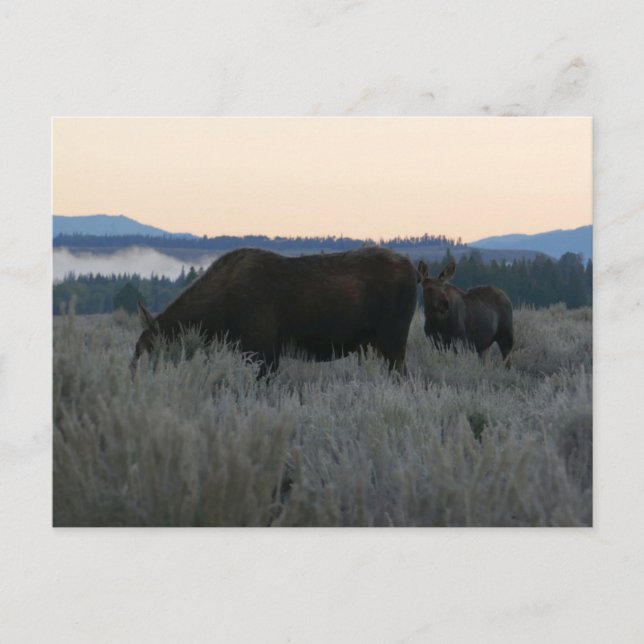 Moose Grazing at Sunrise at Grand Teton Vykort (Framsida)