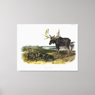 Moose Hjort (Moose - Alces alces) från Audubon Canvastryck