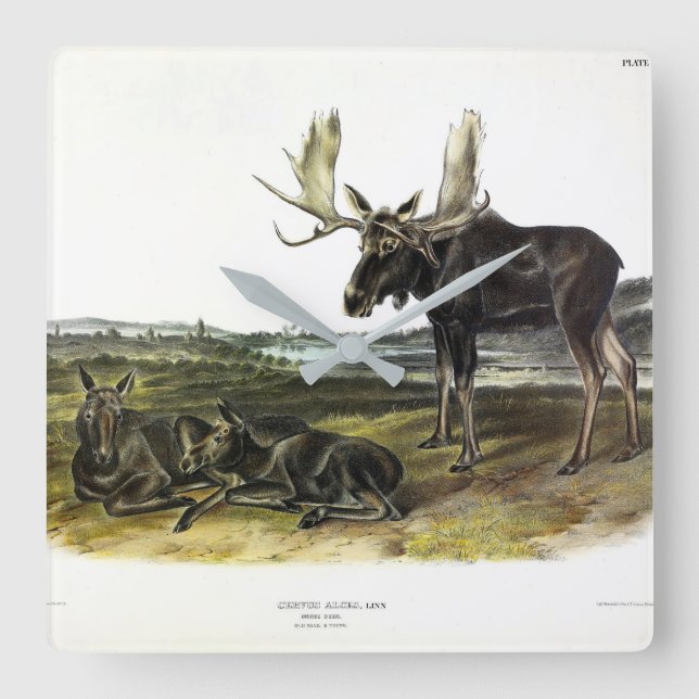 Moose Hjort (Moose - Alces alces) från Audubon Fyrkantig Klocka (Framsida)