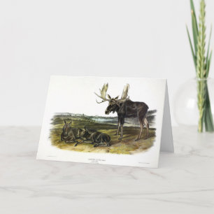 Moose Hjort (Moose - Alces alces) från Audubon Kort