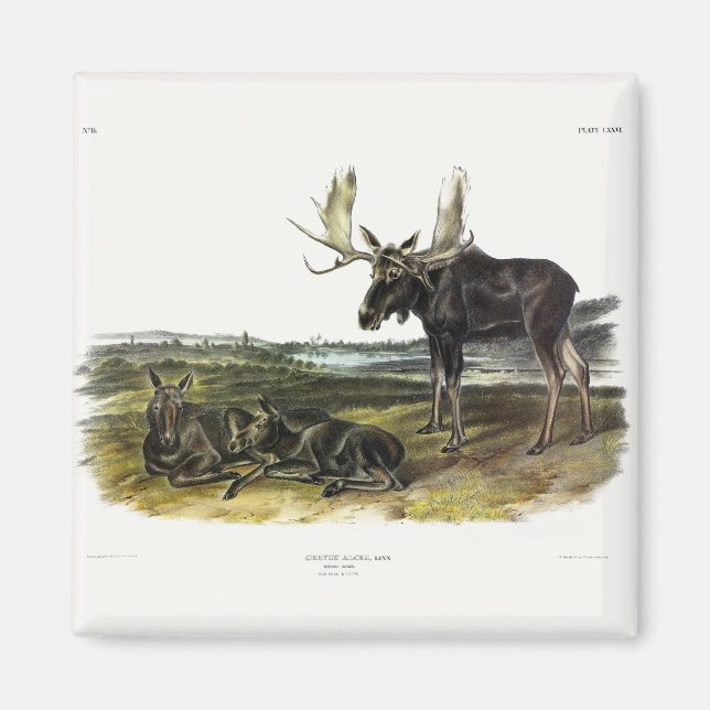 Moose Hjort (Moose - Alces alces) från Audubon Magnet (Framsidan)