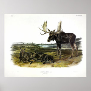 Moose Hjort (Moose - Alces alces) från Audubon Poster