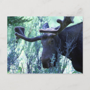 Moose i Jackson Hål, Wyoming Vykort