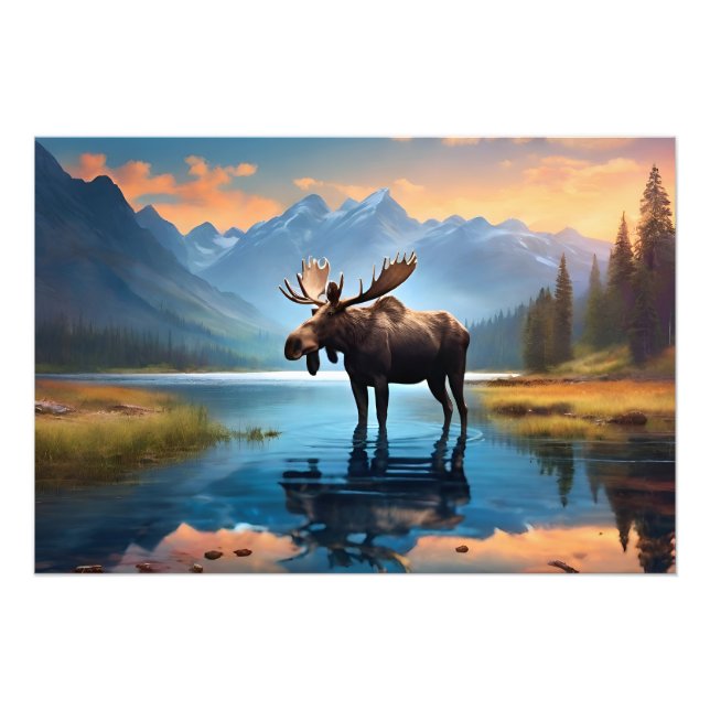 Moose i sjö fototryck (Framsidan)