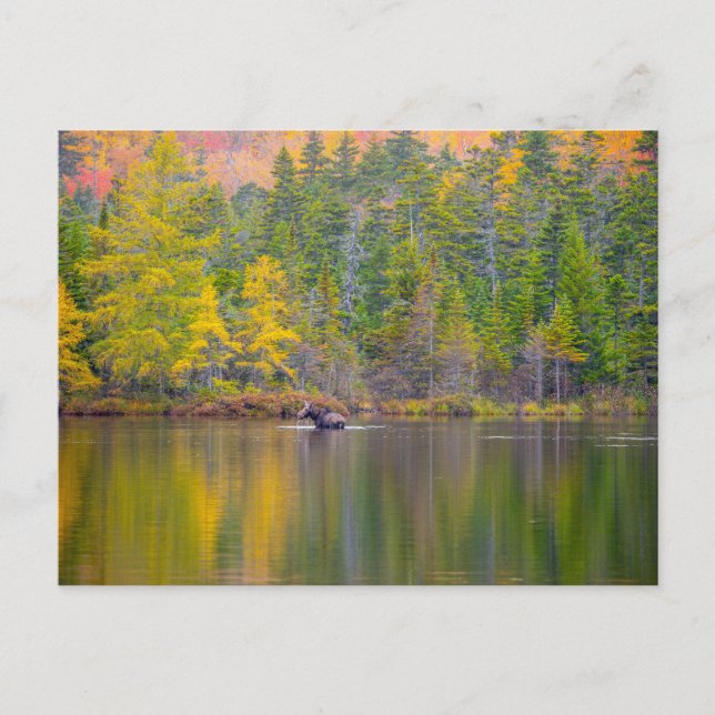 Moose i Sjö Vykort (Framsida)