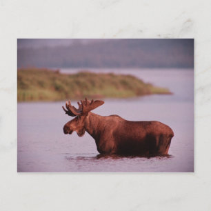 Moose i Sjö Vykort