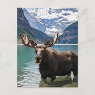 Moose in Banff National Park Canada Vykort