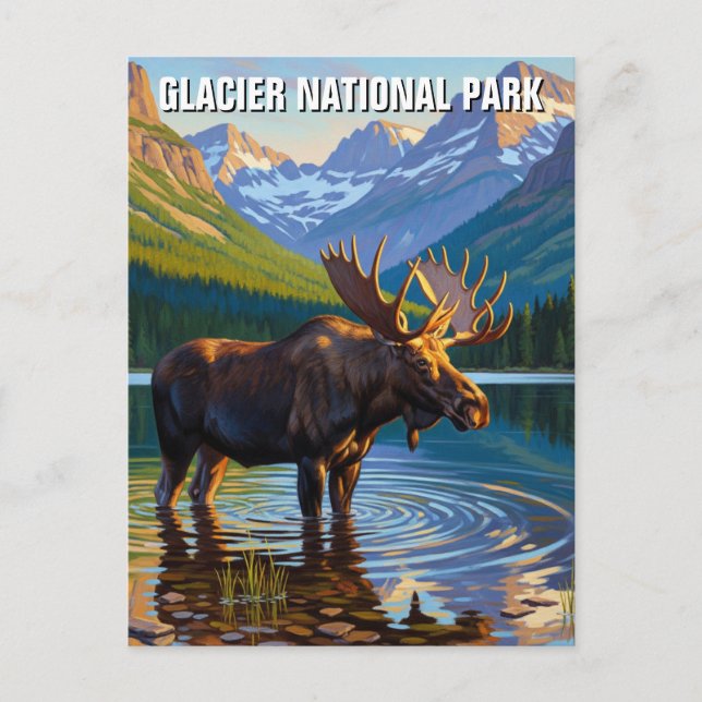 Moose in Glacier National Park Travel Vykort (Framsida)