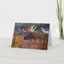 Moose in Mornin' Kort