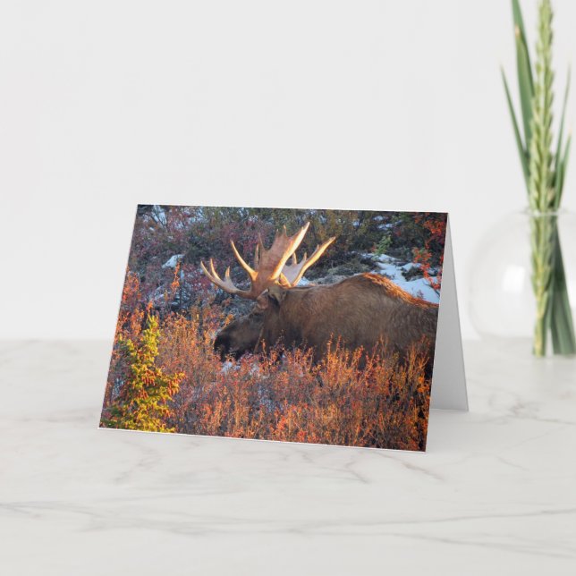 Moose in Mornin' Kort (Framsida)