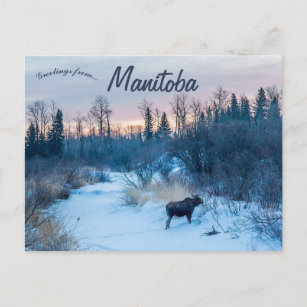 Moose in Winter at Sjö Audy Manitoba Kanada Vykort