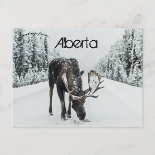 Moose in Winter in Jasper Alberta Canada Vykort