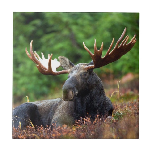 Moose Kakelplatta (Framsidan)