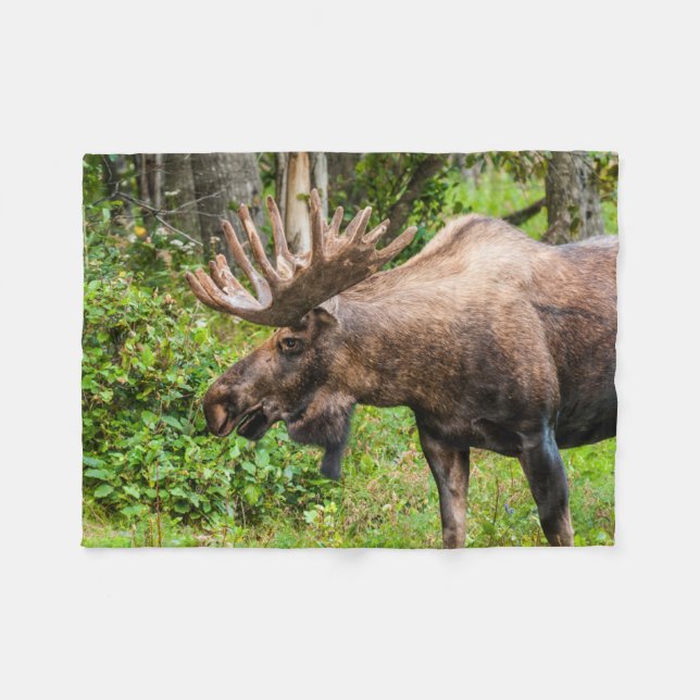 Moose | Kenai Peninsula, Alaska Fleecefilt (Framsidan (Horisontell))
