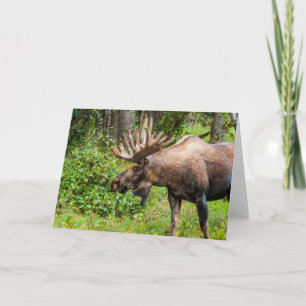 Moose Kenai Peninsula, Alaska Kort