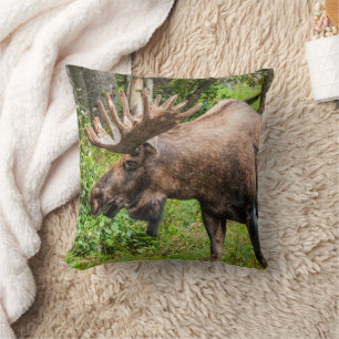 Moose Kenai Peninsula, Alaska Kudde