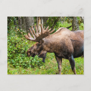 Moose Kenai Peninsula, Alaska Vykort