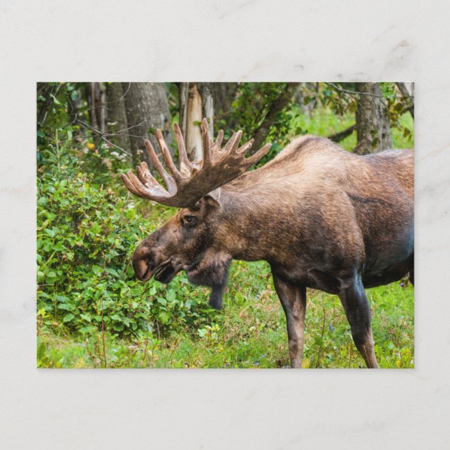 Moose | Kenai Peninsula, Alaska Vykort (Framsida)