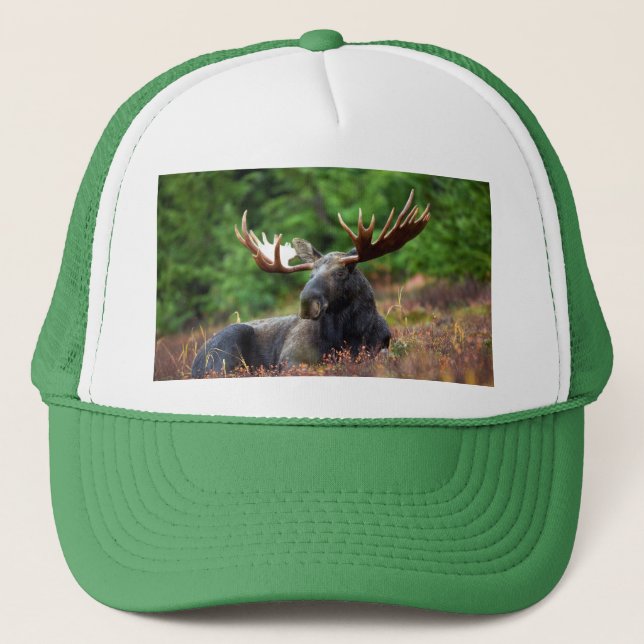 Moose Keps (Framsida)