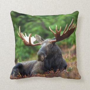 Moose Kudde
