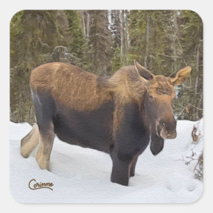 Moose - kuvert - klickers fyrkantigt klistermärke