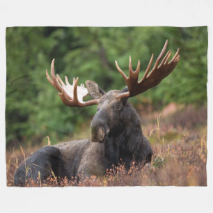 Moose, Land, Vild Animal, Photo, Anpassningsbar Fleecefilt