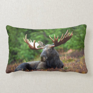 Moose Lumbarkudde