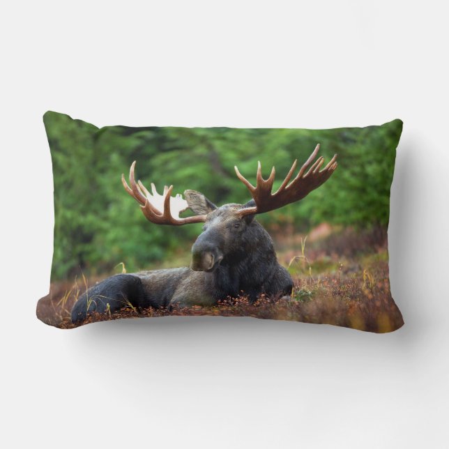 Moose Lumbarkudde (Framsida)