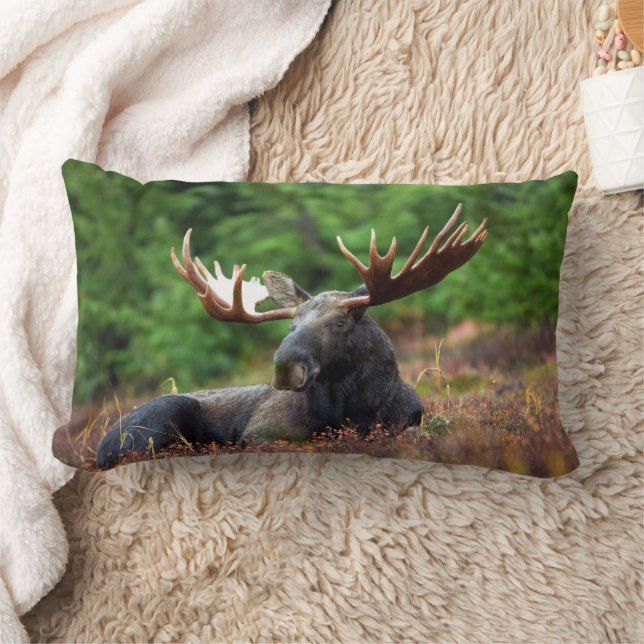 Moose Lumbarkudde (Filt)