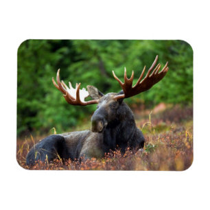 Moose Magnet