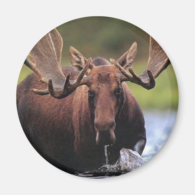 Moose Magnet (Framsidan)