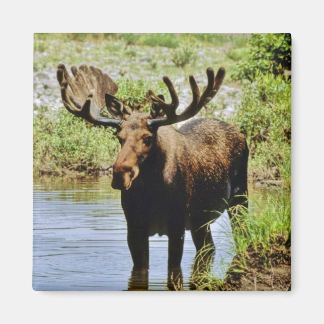 Moose Magnet (Framsidan)