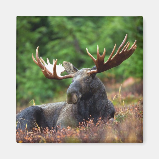 Moose Magnet (Framsidan)