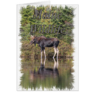 Moose - Maine Wildlife Hälsningskort