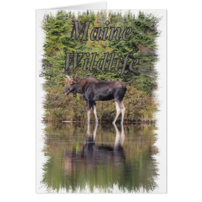 Moose - Maine Wildlife Hälsningskort (Framsidan)