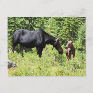 Moose Mamma och Calf Vykort