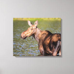Moose Matar i Glacier National Park Montana Canvastryck