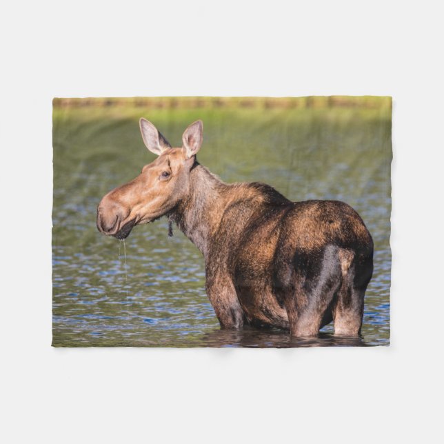 Moose Matar i Glacier National Park Montana Fleecefilt (Framsidan (Horisontell))