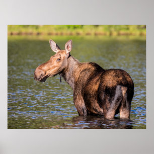Moose Matar i Glacier National Park Montana Poster