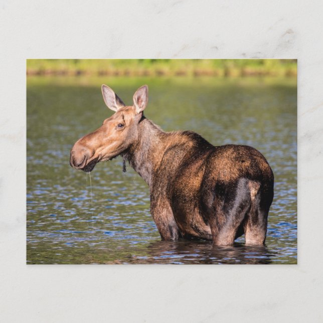 Moose Matar i Glacier National Park Montana Vykort (Framsida)