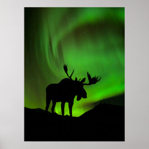 Moose med Grönt Aurora Borealis, Alaska Poster