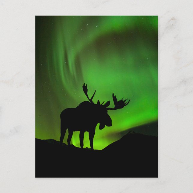 Moose med Grönt Aurora Borealis, Alaska Vykort (Framsida)