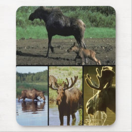 Moose Musmatta